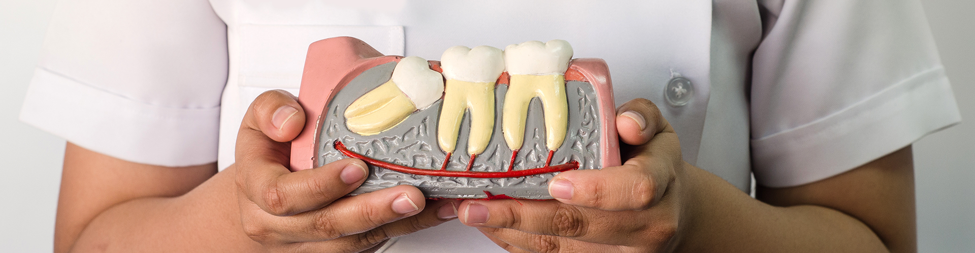 The Mystery of Wisdom Teeth